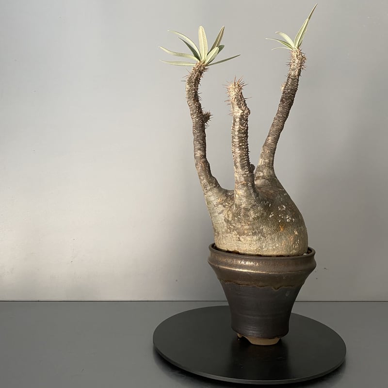 発根済 中ぶりグラキリス 現地株 BG-120 × S.N.Pot - horizon - 4