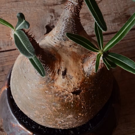グラキリス φ10cm - 象牙宮 -［No.100］  × 磯部祐介 作「 円 - en - "闇落ち "」3.5号 植木鉢 笠間焼
