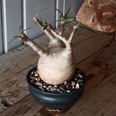 グラキリス φ8.5cm - 象牙宮-［No.56］× 森田昌求 作【 CLAW - BORDER - 】4号 植木鉢 笠間焼