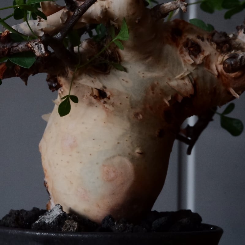 コミフォラ カタフ ピュア［No.03］ × 杉山悠 作 φ10cm 植木鉢 笠間焼