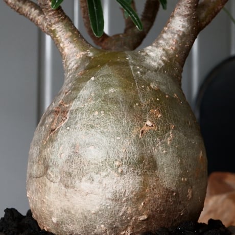 グラキリス φ8.5cm - 象牙宮 -［No.57］  × 磯部祐介 作「 鶏冠 - tosaka - "金剛 tall ver. " 」3号 植木鉢 笠間焼