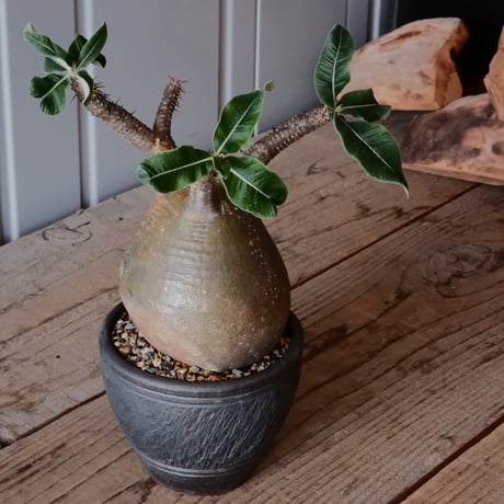 グラキリス φ10cm - 象牙宮 -［No.56］  ×    與那嶺大輔 作 「琉球飛鉋」3.5号 植木鉢