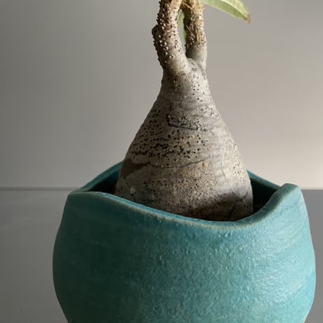 ミニ鬼 Gracilius  ×  Shell pot S「Turquoise blue」 - 笠間焼 - C98