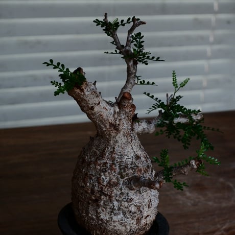 オペルクリカリア パキプス［No.45］  ×   沼野秀章 作「 black wrap 」3.5号 植木鉢 笠間焼