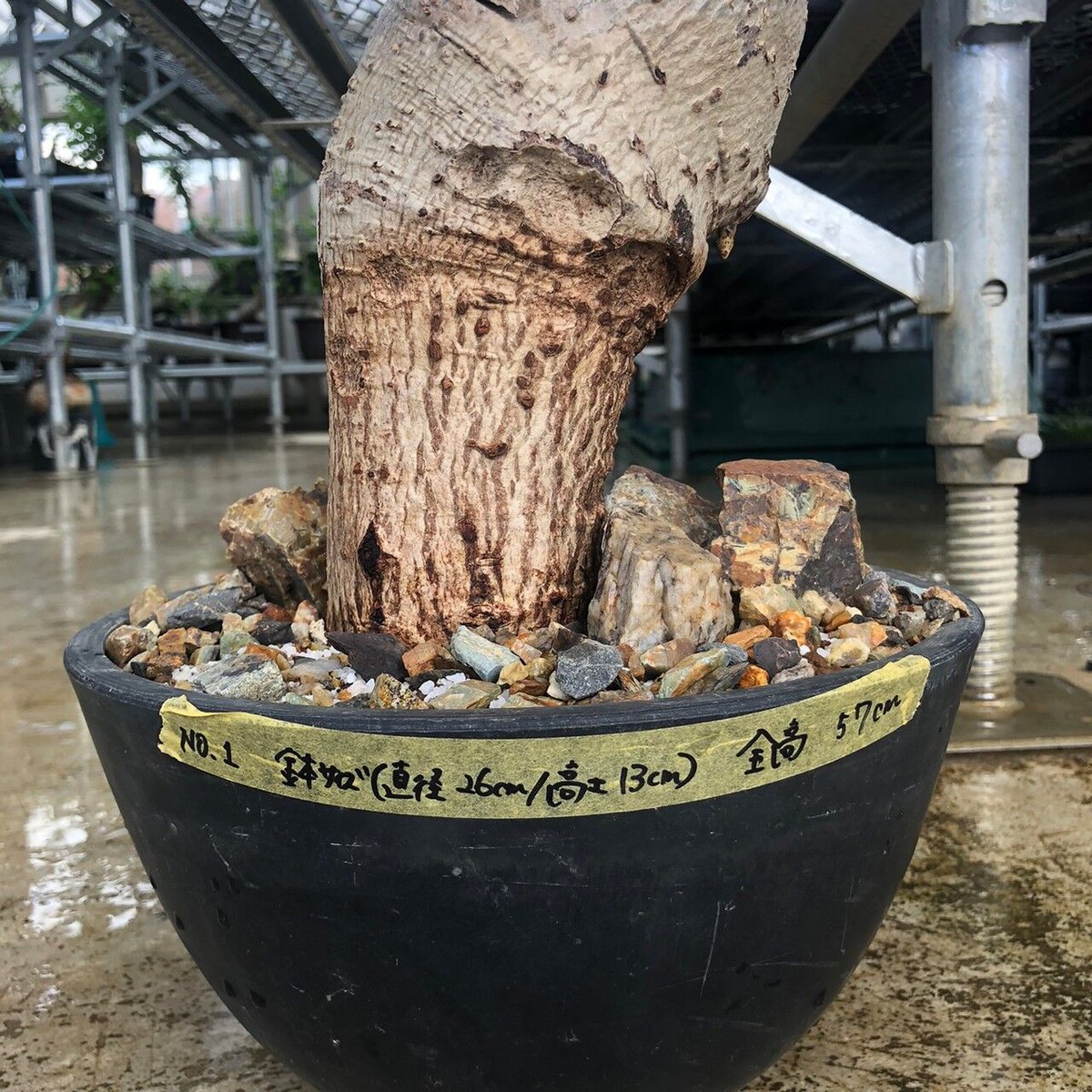 発根済　バオバブ　大株 ◇ A.digitata 🌳 ◎アフリカバオバブ現地株 発根済 @afripan.co thx