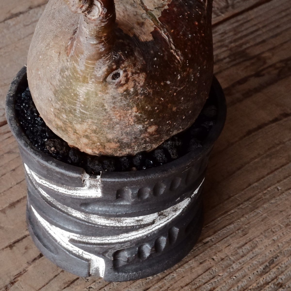 グラキリス φ9cm - 象牙宮- ［No.76］ × 根本峻吾 作 S.N POT