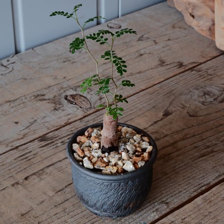 【根挿し】オペルクリカリア パキプス ［No.10］  ×   與那嶺大輔 作 「琉球飛鉋」3号 植木鉢
