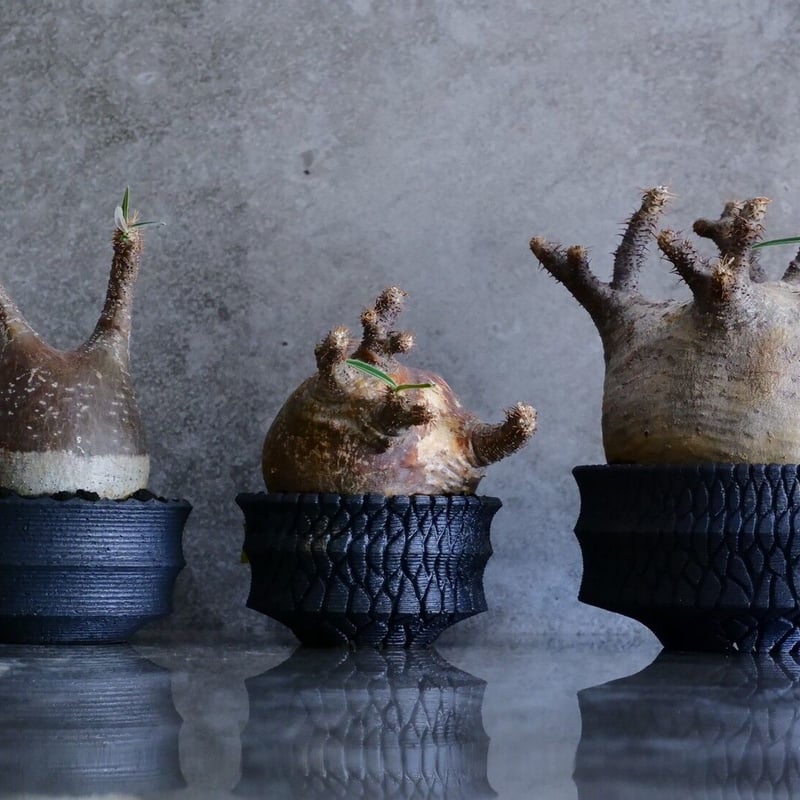 グラキリス 現地球 鉢付き 沖誠 作 笠間焼