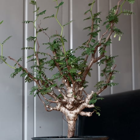 センナ メリディオナリス 輸入株［No.25］  × 坂本新 作【 LUSTER - black opal - 】 5号 植木鉢 笠間焼