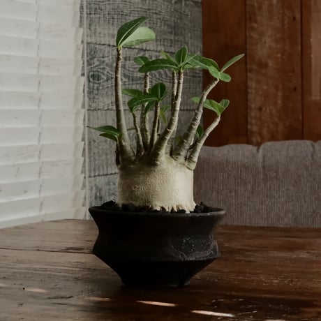 《美肌》アデニウム アラビカム " ドワーフ " φ10cm［No.12］  ×   沼野秀章 作「 black wrap 」4号 植木鉢 笠間焼