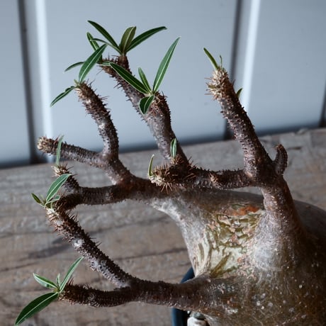 グラキリス φ9.5cm - 象牙宮-［No.26］× 森田昌求 作【 CLAW - BORDER - 】4号 植木鉢 笠間焼