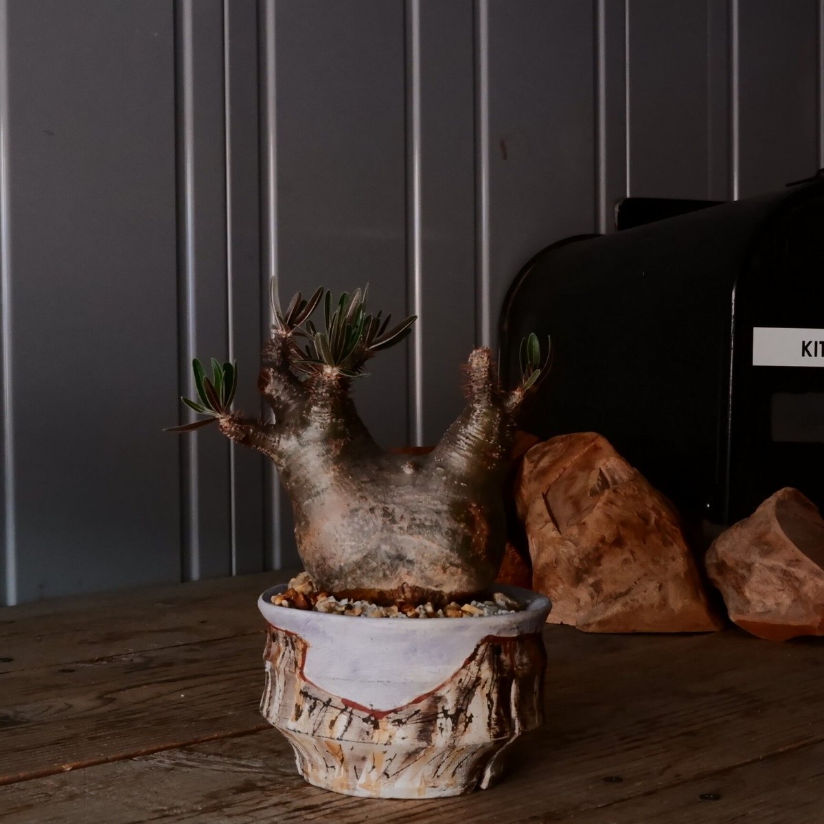 グラキリス S - 象牙宮 -［No.210］ × 沼野秀章 作「 刻ム音 」3.5号