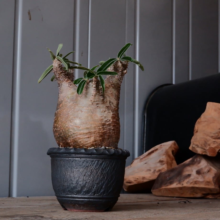 65d44e03efd70e02a7355540