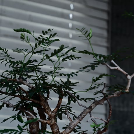 センナ メリディオナリス［No.45］  ×  磯部祐介 作「 鎧 - yoroi - 闇堕ち tall ver.」4号 植木鉢 笠間焼