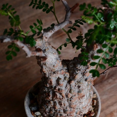 オペルクリカリア パキプス φ8cm［No.28］  ×  杉山悠 作 3.5号 植木鉢 笠間焼