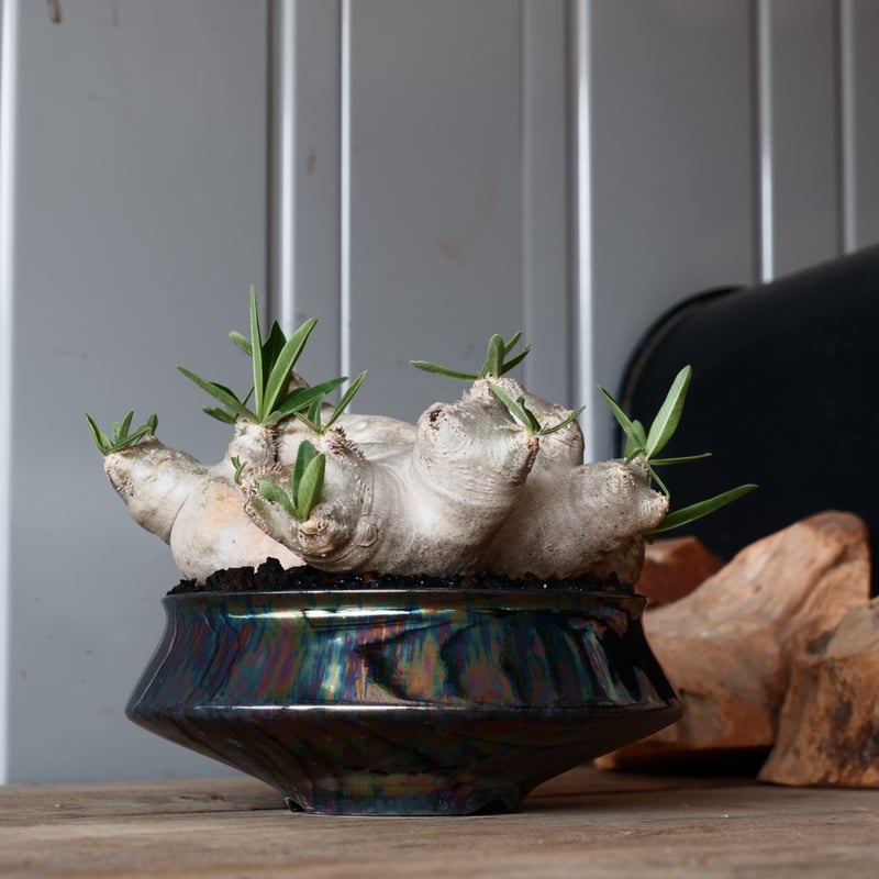 HOMA ARIDARIUM PERISAI 2株 大株 扁平 パキポディウム ブレビカリックス 輸入株［No.22］ × 坂本新