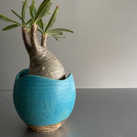 卵型  Gracilius  ×  Shell pot S「Turquoise blue」 - 笠間焼 - C92
