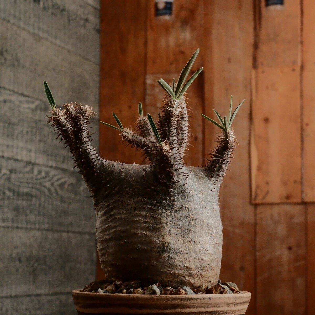 グラキリス S - 象牙宮 -［ No.182］ × 森田昌求 作 「 CLAW / Ab