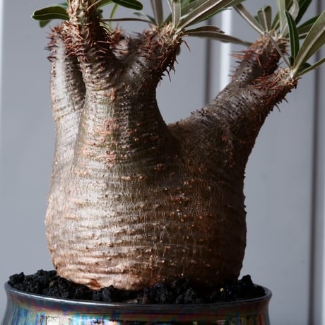 グラキリス φ8.5cm - 象牙宮-［No.13］×  坂本新 作「 LUSTER BLACK  」3.5号鉢 笠間焼 植木鉢