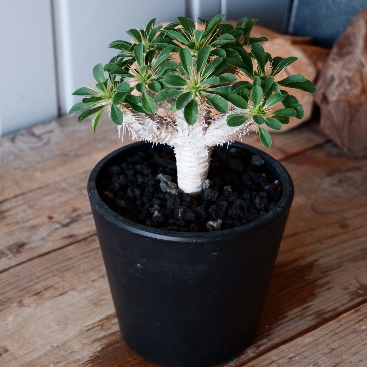 ユーフォルビア ギラウミニアナ 輸入株［No.54］ 4.5号鉢 | Botanical