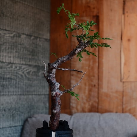 コミフォラ モンストローサ［No.36］  ×  根本峻吾 作 S.N POT type.tall「雷電」3号 植木鉢 笠間焼