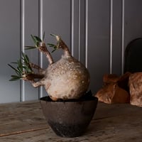 グラキリス  M - 象牙宮 - ［No.216］  ×   沼野秀章 作「 black wrap 」4号 植木鉢 笠間焼