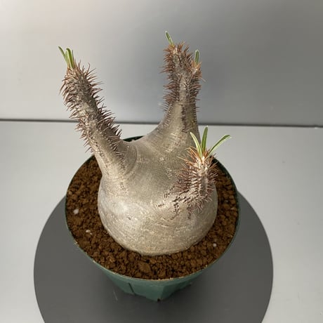 グラキリス 現地株 2021年2月輸入 発根管理中 BG-110