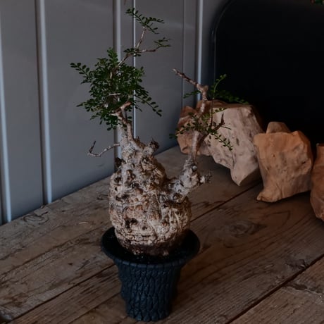 オペルクリカリア パキプス φ 9.5cm［No.6］  × 沖誠 作「Bark / upper spread」 3号 植木鉢 笠間焼