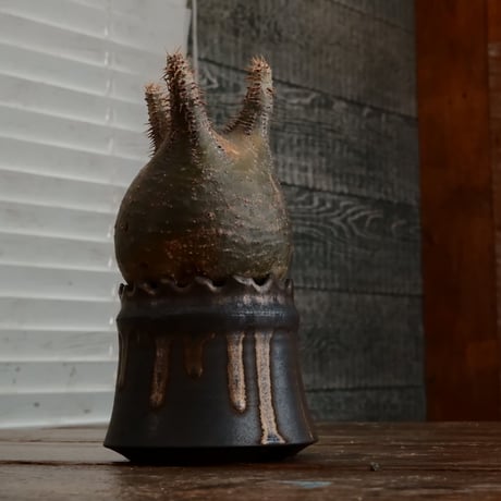 グラキリス - 象牙宮- ［No.168］  ×   根本峻吾 作 S.N POT type.cylinder「 黒焔 - kokuen - 」3号 植木鉢 笠間焼