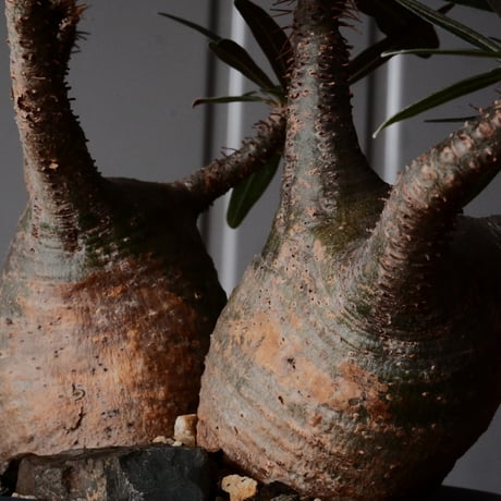 多頭グラキリス φ13cm - 象牙宮 -［No.74］  ×   森田昌求 作 「 CLAW - L - 」 4号 植木鉢 笠間焼