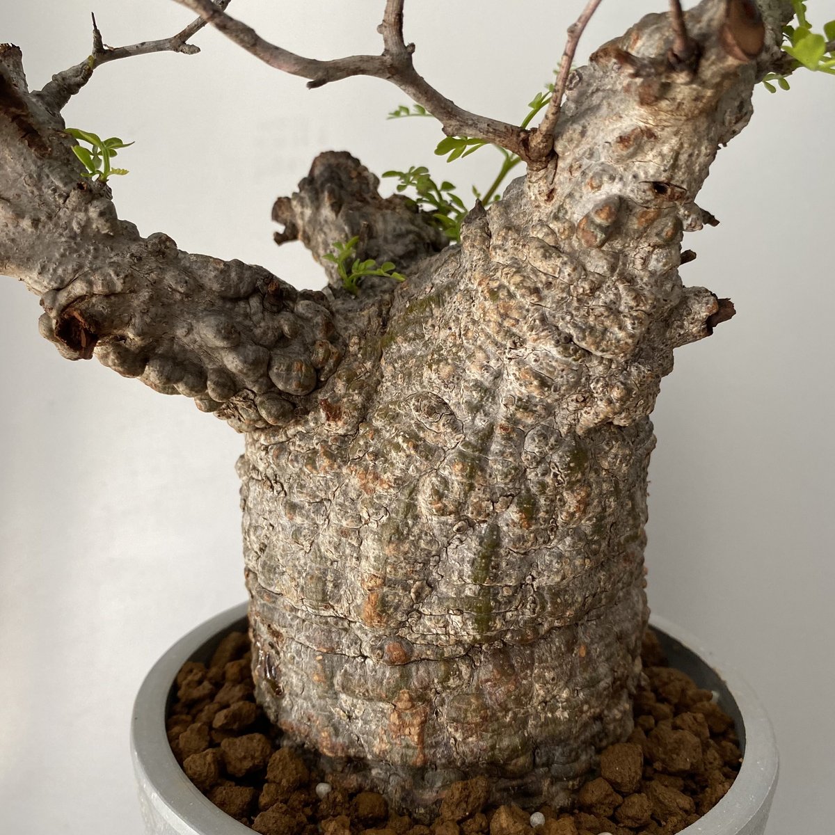 発根済 オペルクリカリア パキプス P05 | Botanical Holic