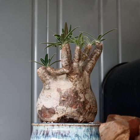 グラキリス φ8cm - 象牙宮 -［No.56］  × 磯部祐介 作「 彩 - sai - 」3号 植木鉢 笠間焼