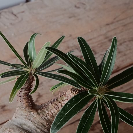 グラキリス φ7.5cm  - 象牙宮- ［No.78］  ×   根本峻吾 作 S.N POT type.slim「 月光ノ爪牙」3.5号 植木鉢 笠間焼
