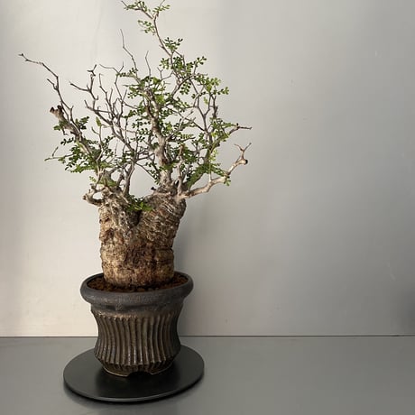 発根済 オペルクリカリア パキプス P-07  × 小野瀬 一 作品「the first plants wear」 植木鉢 6号