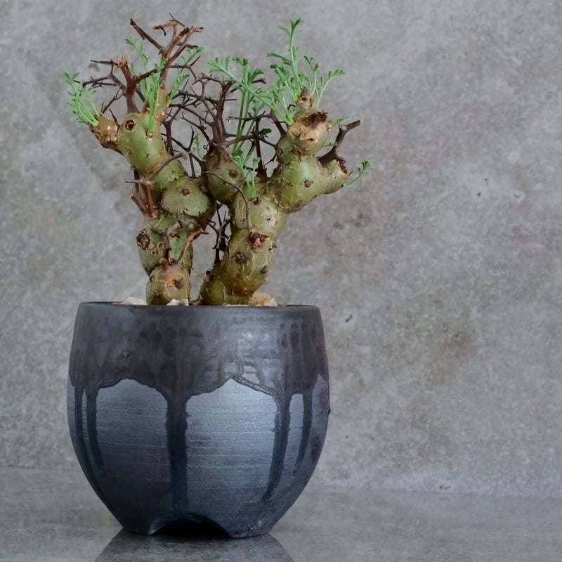 ペラルゴニウム クリズミフォリウム No.17 × 円 - en - 