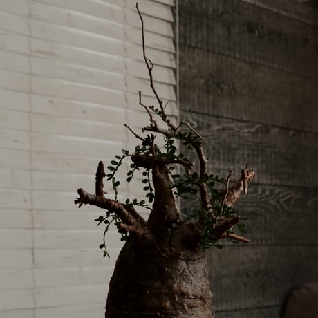 オペルクリカリア パキプス φ8.5cm［No.8］  ×   根本峻吾 作 S.N POT 「 雷電 - raiden - 」3号 植木鉢