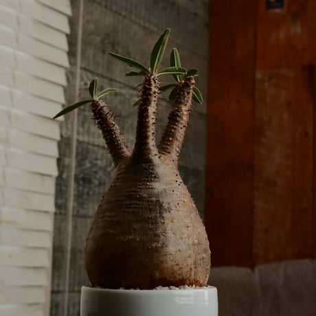 グラキリス - 象牙宮 -［No.132］  ×  小林 哲也 作 「雫」- bowl type - 2.5号 植木鉢