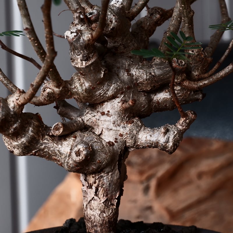 センナ メリディオナリス 輸入株［No.35］ × 與那嶺大輔 作 【 琉球飛