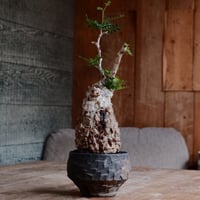 オペルクリカリア パキプス［No.46］  ×   沼野秀章 作「 black wrap 」3.5号 植木鉢 笠間焼