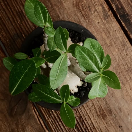 《美肌》アデニウム アラビカム " ドワーフ " φ10cm［No.12］  ×   沼野秀章 作「 black wrap 」4号 植木鉢 笠間焼