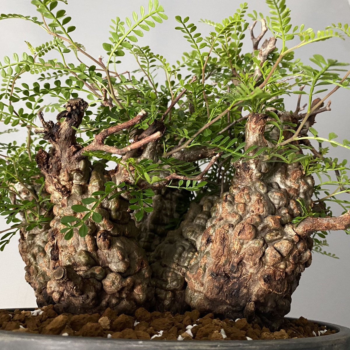 オペルクリカリア パキプス ボコ肌 幹幅13cm オペルクリカリア パキプス ボコ肌 幹幅13cm オペルクリカリア