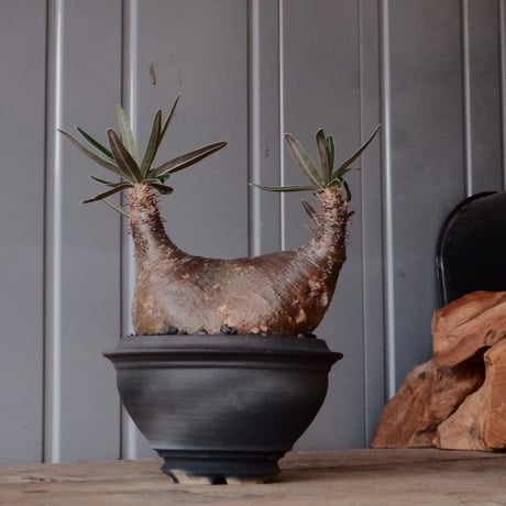 グラキリス φ12cm - 象牙宮 -［No.98］  × 磯部祐介 作「 匣 - kou -」3.5号 植木鉢 笠間焼