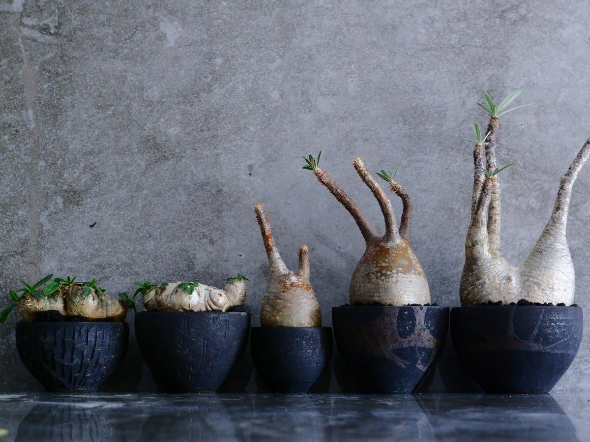 発根済 グラキリス - 象牙宮 - XS［No.06］ × 沼野秀章 作「 Black W