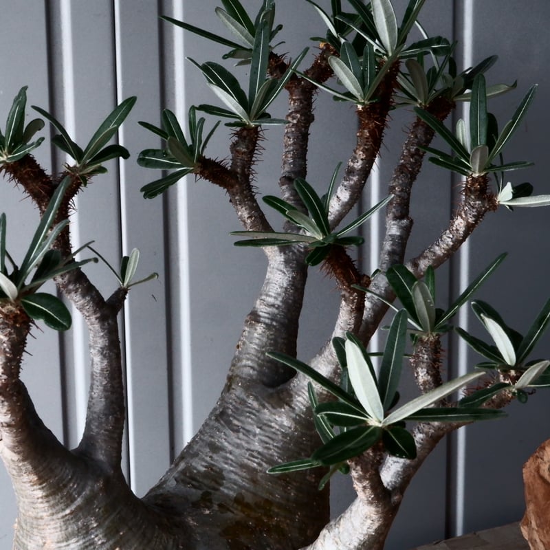 グラキリス　現地球　根本峻吾⁡鉢付き　美株　発根済み　長期管理株　大株 グラキリス 現地球 根本峻吾⁡鉢付き 美株 発根済み 長期管理