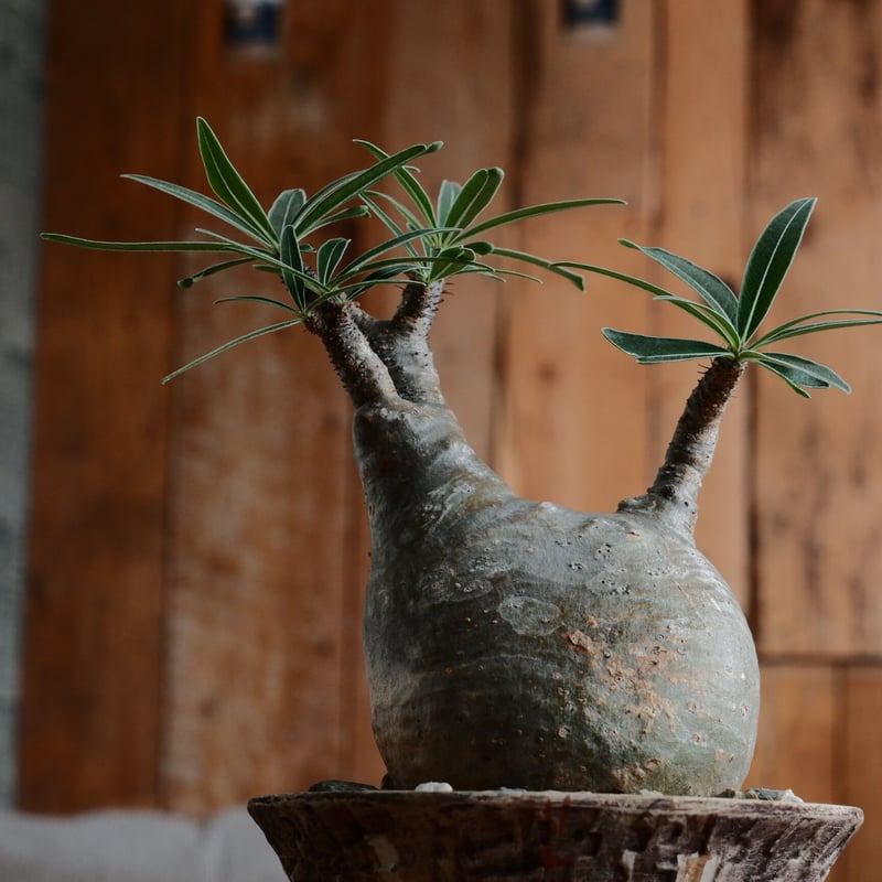 グラキリス 沼野秀章 作 「刻ム音」6号 植木鉢