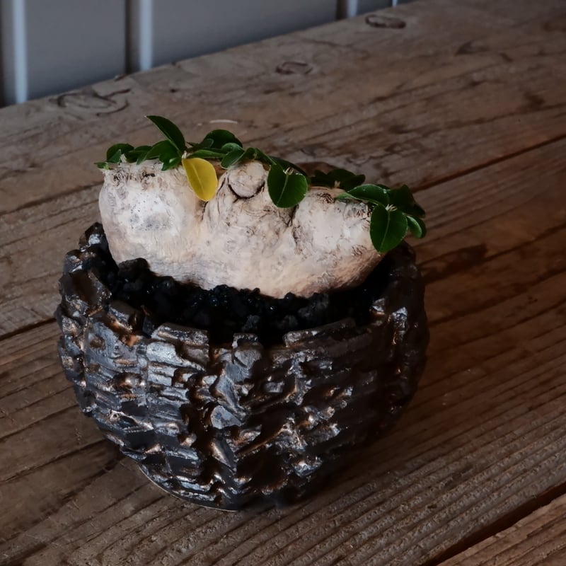 ブレビカウレ - 恵比寿笑い -［No.47］ × 松野然 【 ZEN 】3号 植木鉢