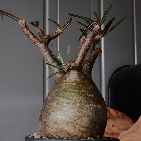 グラキリス φ8.5cm - 象牙宮 -［No.71］  ×   森田昌求 作 「 CLAW - M - 」 3.5号 植木鉢 笠間焼