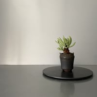 発根済  チレコドン ペアルソニー PE-03 × S.N.Pot  - crown - 2号鉢 ［作家  "根本峻吾"］