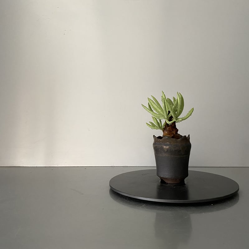 発根済 チレコドン ペアルソニー PE-03 × S.N.Pot - crown - 2号