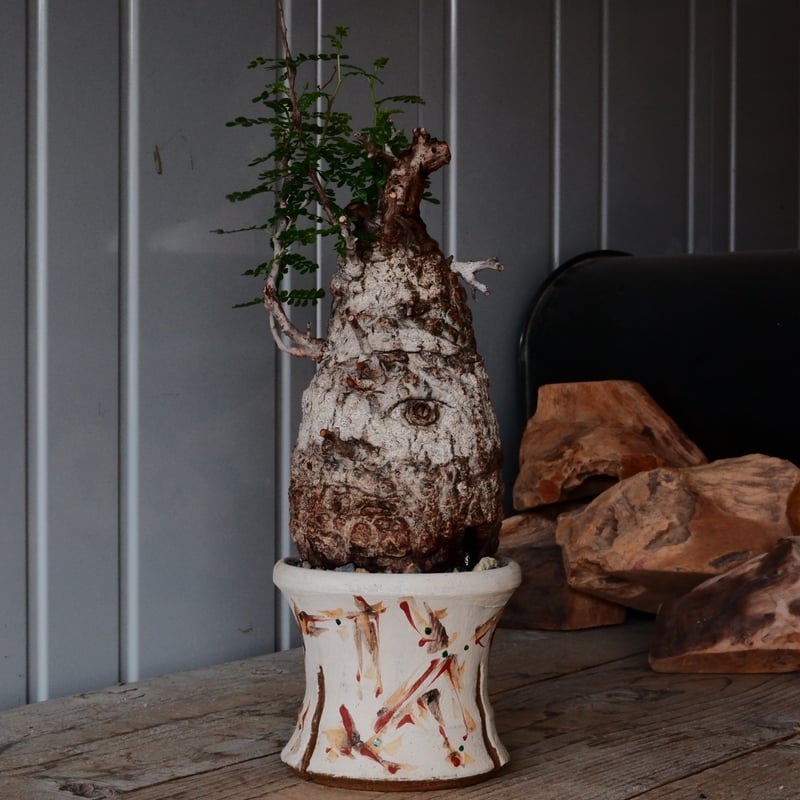 白 オペルクリカリア パキプス φ 11cm［No.21］ × 沼野秀章 作「 刻ム